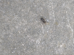 Camponotus pennsylvanicus