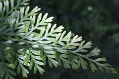 Asplenium gracillimum