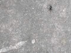 Camponotus pennsylvanicus