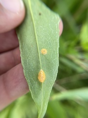 Puccinia andropogonis