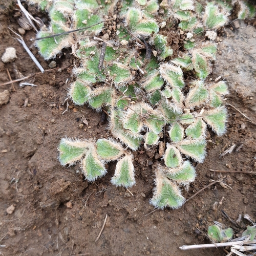 Riccia gougetiana var. armatissima