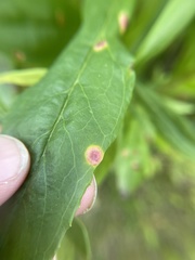 Puccinia andropogonis