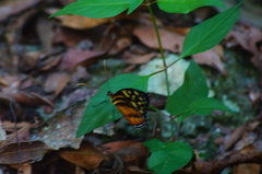Tithorea harmonia hippothous