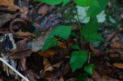 Tithorea harmonia hippothous