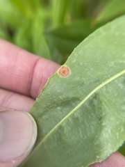 Puccinia andropogonis