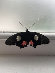 Parides anchises nephalion