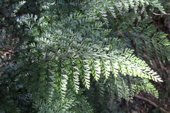 Asplenium gracillimum