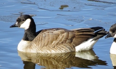 Branta canadensis parvipes