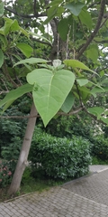 Magnoliopsida