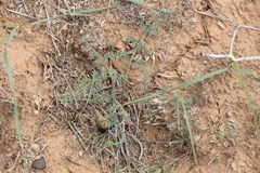 Prangos odontalgica
