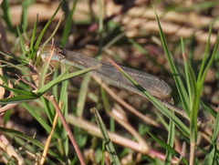 Pseudagrion vaalense