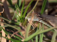 Pseudagrion vaalense