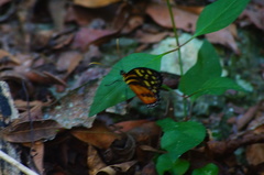 Tithorea harmonia hippothous