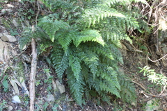 Asplenium gracillimum