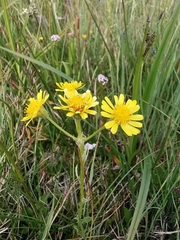 Tephroseris helenitis