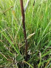 Tephroseris helenitis