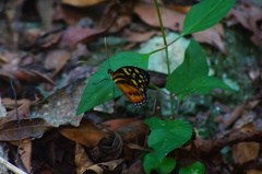 Tithorea harmonia hippothous