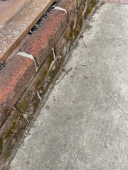 Elgaria multicarinata