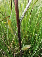 Tephroseris helenitis