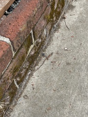 Elgaria multicarinata