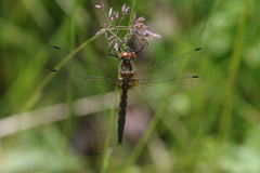 Dorocordulia lepida