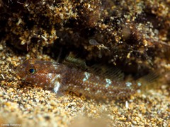 Vanneaugobius canariensis