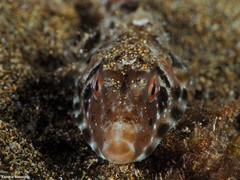 Sphoeroides marmoratus