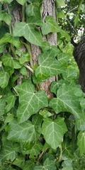 Hedera helix