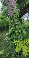 Hedera helix