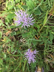 Carthamus mitissimus