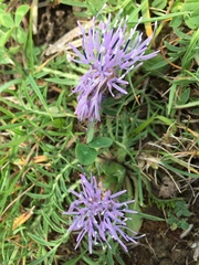 Carthamus mitissimus