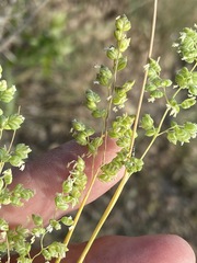 Briza humilis