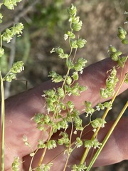 Briza humilis