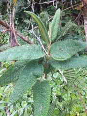 Aristeguietia glutinosa