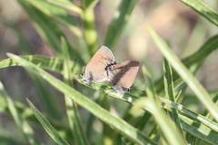 Satyrium polingi