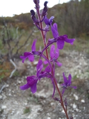 Linaria elegans