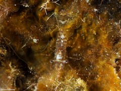 Eualus occultus