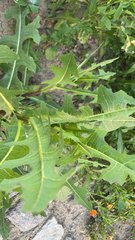 Lactuca serriola