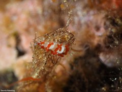 Flabellina dushia