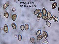 Simocybe haustellaris