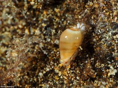 Gibberula secreta