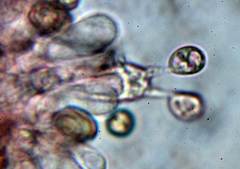 Simocybe haustellaris