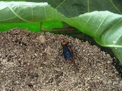 Creophilus erythrocephalus