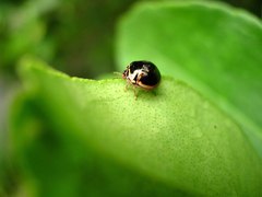 Coptosoma xanthogramma