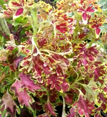 Coleus scutellarioides