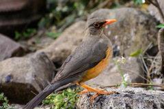 Turdus abyssinicus