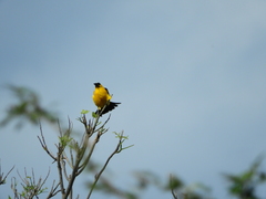 Gymnomystax mexicanus