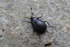 Carabus convexus