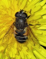 Eristalis croceimaculata
