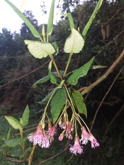 Aristeguietia glutinosa
